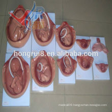 HOT SALES 10 parts the development process for fetus pregnancy process